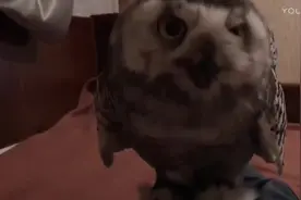 猫头鹰亲近主人求摸头，粘人的样子太萌了！视频封面