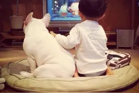 狗狗看电视究竟是在看啥？图片