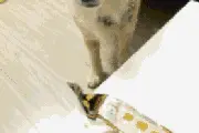每日一笑 | 来啊！互相伤害啊！图片
