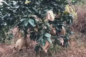 树上的三红蜜柚熟不熟？阿辉说用这个动作试一下就知道