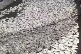 阳江金鲳鱼大面积死亡原因初探：刺激隐核虫感染致鱼缺氧图片