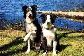 边牧伴侣犬生活镜头记录下两只恩爱的边牧宝宝，才艺多多！图片