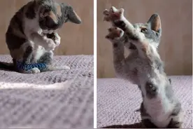 宠物摄影4个技巧让你学会怎么拍摄爱宠图片