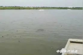 泥鳅越养越少甚至没有了，到底谁是背后凶手?图片