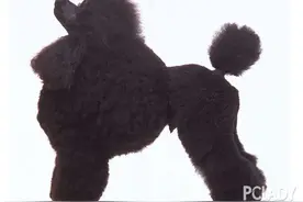公犬不育怎么办图片