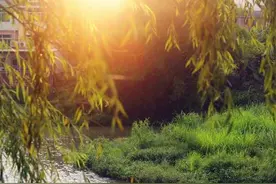 秋水蒹葭碧云天，夏日云水谣。图片