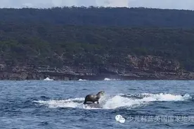 乘“鲸”破浪：搭鲸鱼便车的海豹图片
