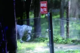 八达岭野生动物园猛兽区重开自驾游图片