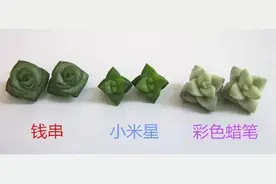 那些傻傻分不清楚的多肉植物们图片