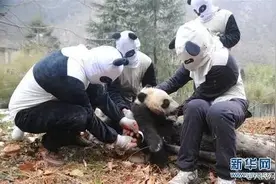 狗狗绊倒八旬老太 现场坐等民警来“断案”图片