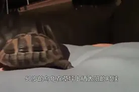 乌龟壳被割草机开了一个伤口，医生用树脂将其补好，龟：太难看了
