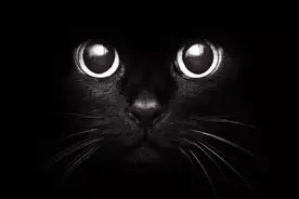 一起写作丨一只黑猫的爱情图片