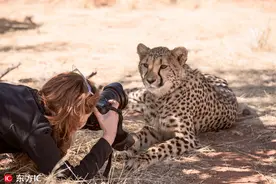 美女摄影师近距离拍摄猎豹 果然人长得美待遇就是不一样图片
