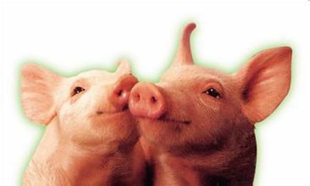 彭健：猪低蛋白日粮也要关注非必需氨基酸