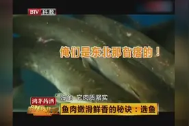 八须鲶鱼与两须鲶鱼有何不同？哪里的鲶鱼最好吃