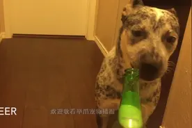 狗狗之所以在很远就知道主人回家，原来它们都是这么分辨的！