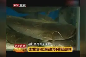 为什么刚捞上来的鲶鱼需要静放几天？大厨告诉你原因视频封面