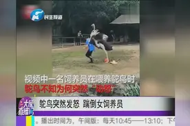 饲养员喂食 鸵鸟被激怒一脚将其打趴下 随后又疯狂追打踢踹视频封面