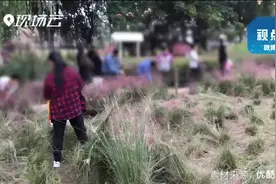 全割了！全毁了！哎……网红花海粉红不再视频封面
