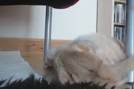 这只兔子一碰东西立马秒睡，网友：兔子界的睡神？视频封面