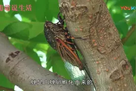 蝉是如何进行孵化的呢 而它们都以什么为食 你知道吗 超清