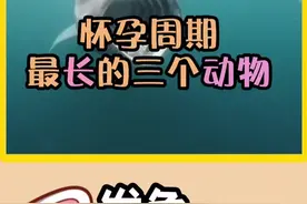 这三个动物，怀孕周期真长，第一名需要三年，怕是怀了个哪吒#发兔看世界 @知识锤 @发兔冷知识视频封面