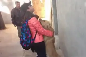 狗狗太想念出差归来的主人，却让女主人进不了家门图片