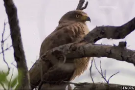 谁见过这么坑爹的电梯?图片