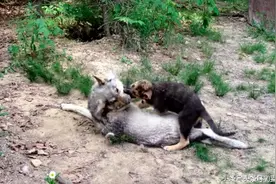 凶猛野狼遇上十个星期大牧羊犬，秒变二哈图片