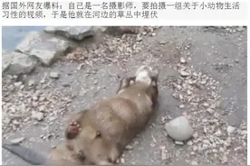 河边老鼠躺在那“做运动“，仔细一看却令人哭笑不得图片
