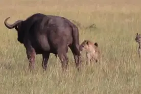 野牛怎么这么窝囊，小小的鬣狗都打不过直接被咬断蛋蛋这次懵了吧图片