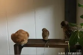 猫与猫头鹰的咖啡厅，到底是会成为食物还是朋友图片