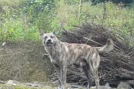 正在消亡的中国本土猎犬，亟待拯救。图片