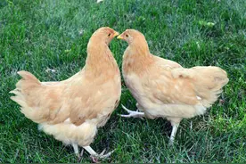 小鸡长大了，自己动建鸡舍！图片