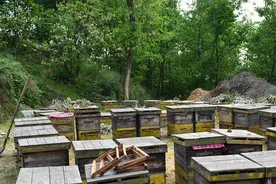 焦点：成熟蜜、巢蜜、复合蜜、浓缩蜜、土蜂蜜都是啥？图片