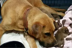 狗狗妈妈一胎生下9个小宝宝，得知消息，主人的行为却让人心酸图片