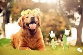 对于不小心骨折的狗狗，兽医会这样处理。图片