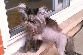 小猫患病竟变身星球大战酷猫，许多人害怕却终遇爱心主人收留图片