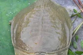 一文说破甲鱼钩线组图片