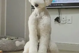 听说泰迪长大后就成了它图片