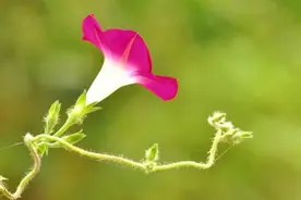 喇叭花原来也可以这么美图片