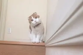 猫咪模仿主人下楼梯，让主人笑到不行图片