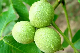 物叙之核桃：吃什么补什么外貌协会去死吧图片