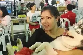 泰国网友家养了一只哈士奇被主人过度宠着，养着养着便成了哈土猪图片