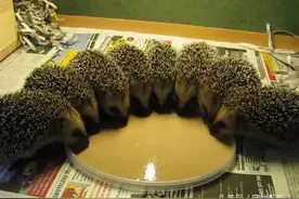 8只刚失去妈妈的小刺猬获救后，第一次好好进食的模样好治愈图片