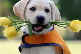 拉布拉多这么聪明，为什么不开发训练它给主人拿东西呢？图片