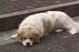 小狗被遗弃在原地苦苦等待主人，最后被真挚打动重新带回饲养图片