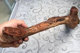 老爹花500地摊上买了根木头“棒骨”，切出这纹理不能再淡定了图片