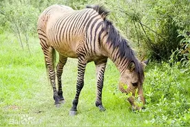 斑马和马杂交生出来这个怪物？图片