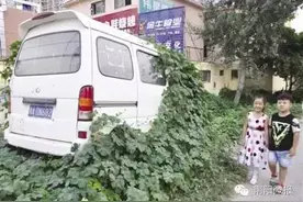 南阳一“僵尸车”长草 车外部被植物覆盖近一半图片